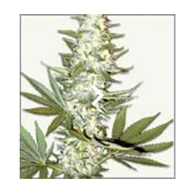 Zkittlez feminized marijuana seeds